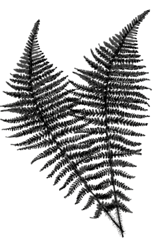 Fougère mâle.png