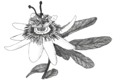 Passiflore.png